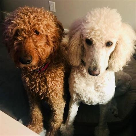 Goldendoodle puppies are a beautiful combination of golden retriever and poodle parents. F1B Goldendoodle Puppies | Female, Male Goldendoodle Puppy ...