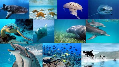 Marine Ecosystem Animals And Plants