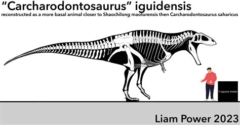 Carcharodontosaurus Iguidensis Skeletal Fandom
