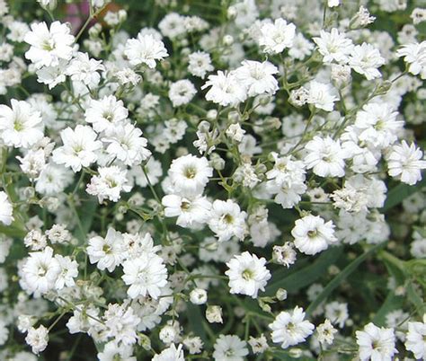 Turkey has a particularly high diversity of gypsophila taxa, with about 35 endemic species. Baby's Breath Gypsophila Elegans Seeds