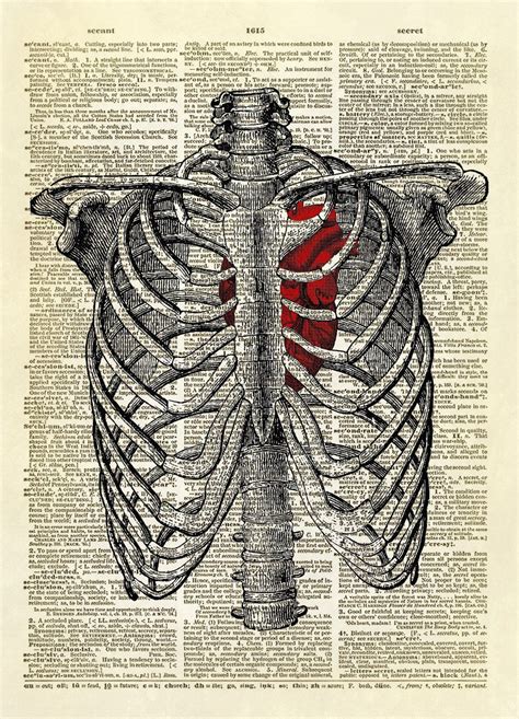 Human Rib Cage With Heart Dictionary Art Print Human Rib Cage Anatomy Art Dictionary Art Print