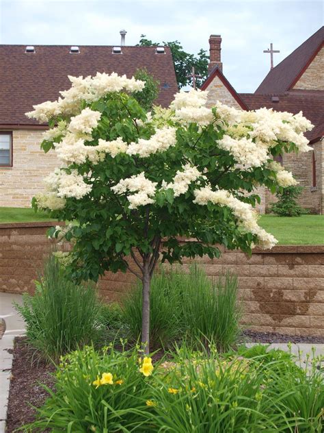 Japanese Tree Lilac Knechts Nurseries And Landscaping