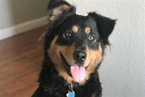 Rottweiler Border Collie Mix A Look Into The Designer Breed