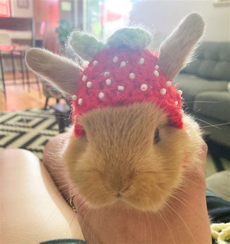 Strawberry Bunny Hat Bunny Hat Rabbit Hat Pet Accessories Bunny