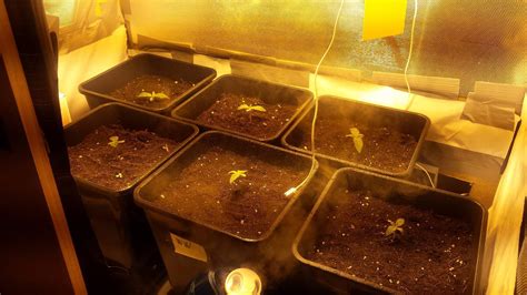 Rajce.idnes.cz receives about 3.02% of its total traffic. WW + CJ + SBB -home made 150W - Micro Grows ...