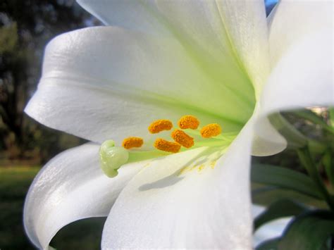 Easter Lilies And Free Shipping Hollybeth Organics Luxury Skin Care