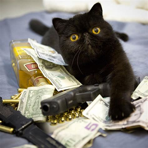 Some cats have unusual ways of showing affection. Rich Gangster Cats Flexing Their Wealth