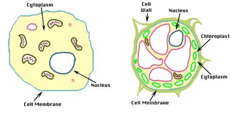 Maybe you would like to learn more about one of these? Science Blog - 5th Year: The Internal Organization of ...