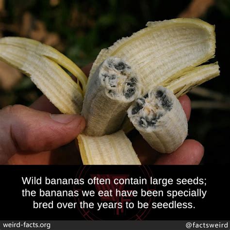 Weird Facts — Wild Bananas Often Contain Large Seeds The