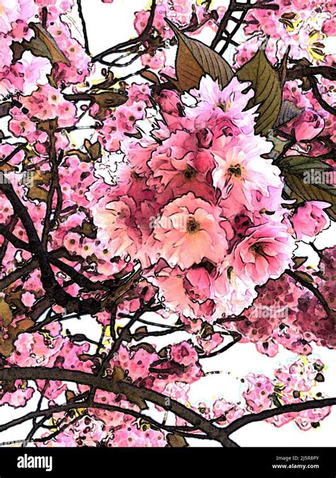 25 Japanese Cherry Blossom Art Easwarmirko