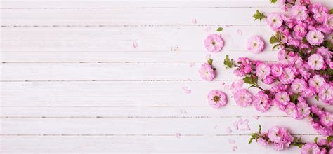 pink flowers background pink petal board background image