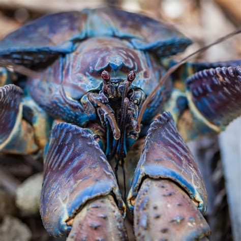 Discover crabs of christmas island in christmas island, australia: Robber crab | Christmas Island National Park