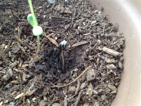 A great soil builder, it's also really useful for keeping the soil moist, and it helps to break down dense clay. Strange mushroom growing in potting soil - Mushroom ...