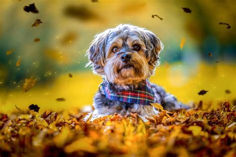 Download Leaf Fall Animal Dog Hd Wallpaper