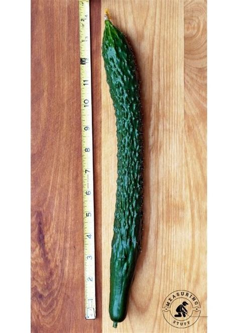 9 Common Things That Are 10 Inches Long 5 Is Surprising Measuring