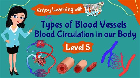 Types Of Blood Vessels And Their Functions Science Grade 5 Tutway