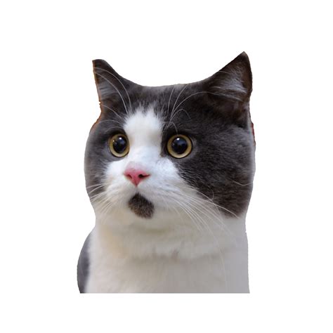 Download Banye Surprised Cat Png Png Image For Free