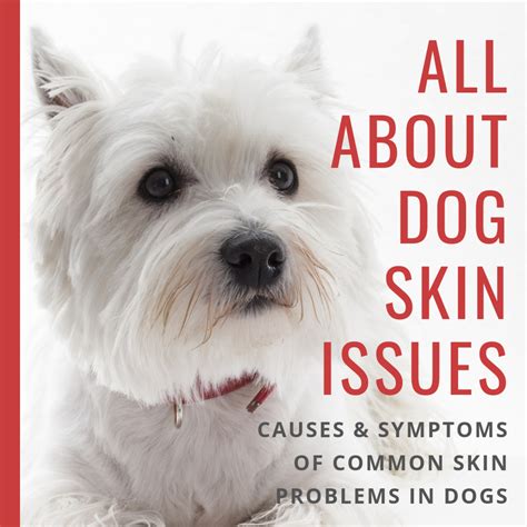 Table of contents common skin diseases in dogs how to prevent my dog from getting skin problems? Dog Skin Disorders: Causes, Symptoms, Types, and Breeds ...
