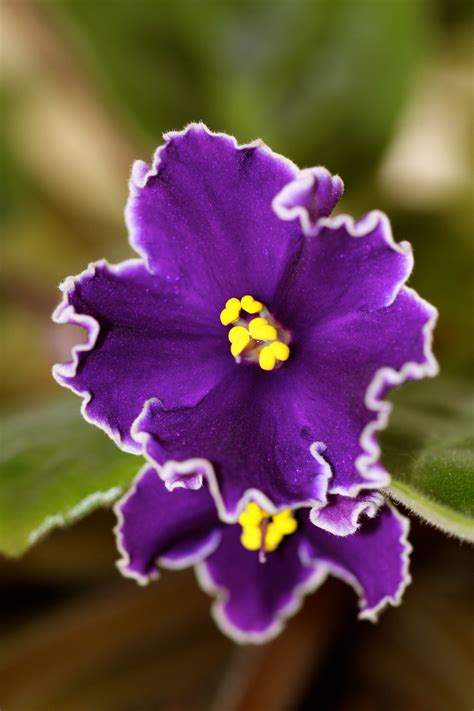 African Violet ~photo By R Meyer~ Flower Photos Purple Garden