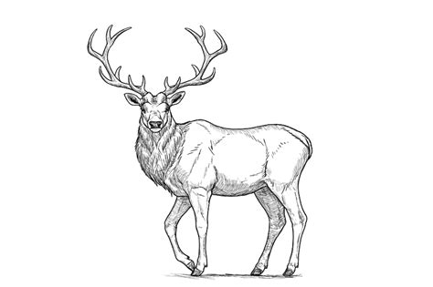 How To Draw A Deer Step By Step Envato Tuts