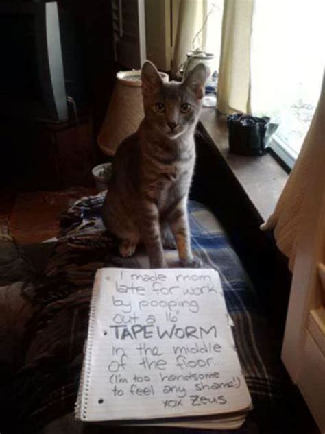 Shaming Cat Vs Dog Cat Shaming Signs A Social Media