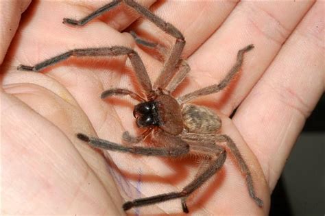 Filehuntsman Spider In Hand Wikipedia