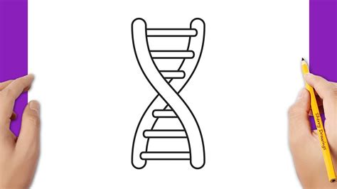 Dna Drawing Easy How To Draw Dna Dna Drawing Step By Step Clipart My