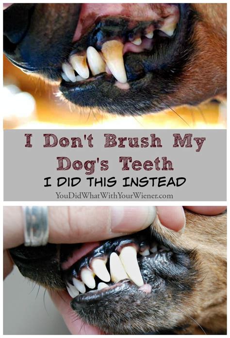Many of us brush before going to bed as well. I Don't Brush My Dog's Teeth. I Did This Instead.