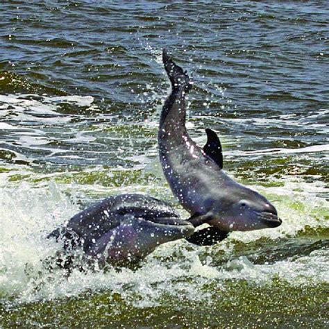 Examples Of Aggressive Behaviors By Bottlenose Dolphins On Harbor