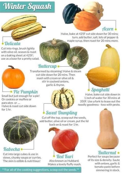 Winter Squash Varieties Chart Suggestions How To Cook Winter