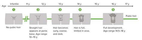 Male Pubic Hair Growth Stages Male Pubic Hair Growth Vrogue Co
