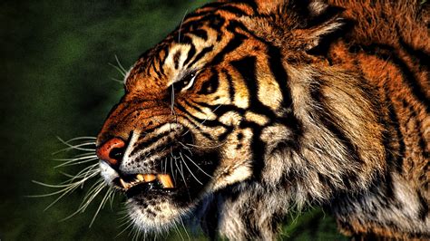 90 Angry Tiger Eyes Wallpapers Wallpapersafari