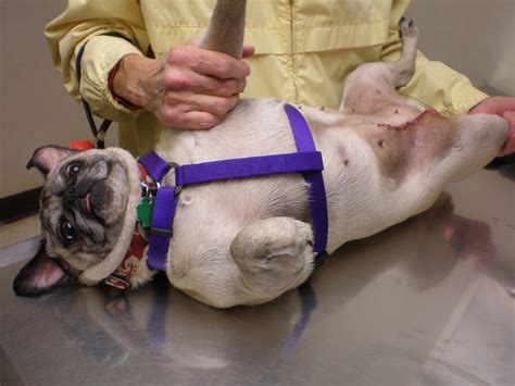 A Dogs Journey Thru Mast Cell Tumor Treatment October 2012