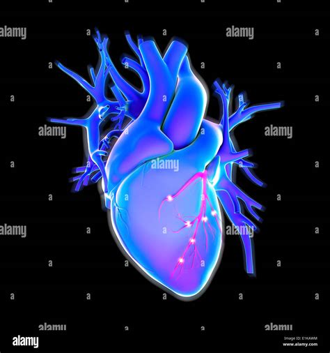 Human Heart Computer Artwork Stock Photo Alamy