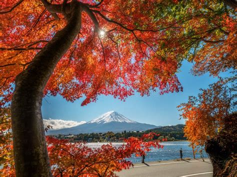 Mount Fuji In Autumn Color Japan Stock Photo Image Of Leaf Nature