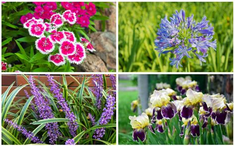 It would be better if you break up the soil deeper, about 12 (30 cm). 10 Best Plants for Dry Soil - Garden Lovers Club
