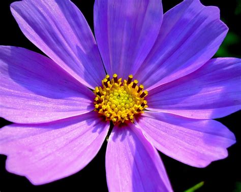 Maybe you would like to learn more about one of these? Free Simple Blue Flower Stock Photo - FreeImages.com