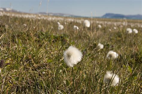 Cotton Grass Greenland July 2005 Cotton Grass Growing Flickr