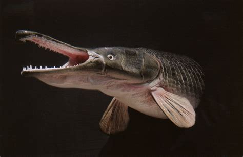 Alligator gar is a tier 10 animal evolving from electric eel. Alligator gar ~ SAVE OUR TIGERS