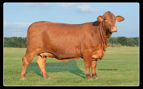 Beef masters, #9041 among bogotá pubs & bars: Beefmaster Cattle | J&T Farms