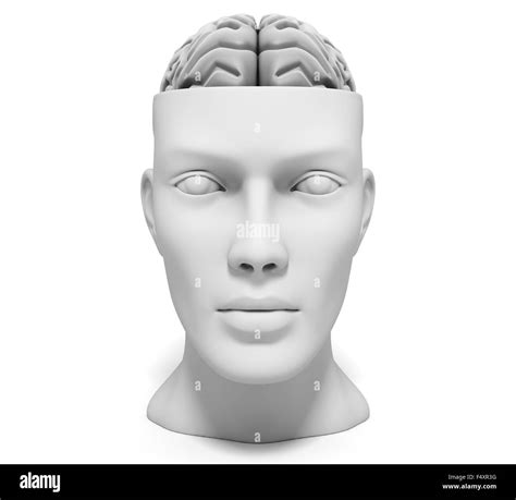 Human Head With Brain Stock Photo Alamy