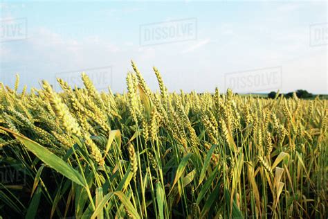 Wheat Growing In Field Close Up Stock Photo Dissolve