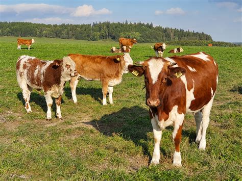 Cows On A Pasture Free Stock Photo Public Domain Pictures