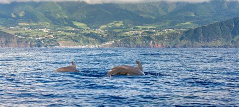 Naturetrek Wildlife Holidays Great Whales Of The Azores São Miguel