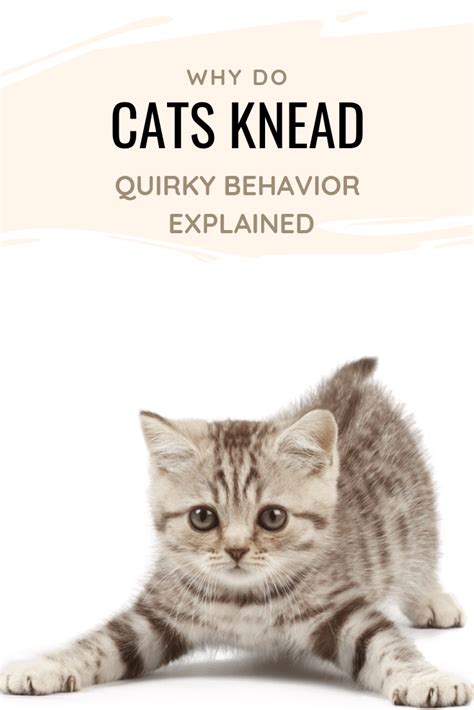 Why Do Cats Knead Quirky Behavior Explained Cats Cat Behavior