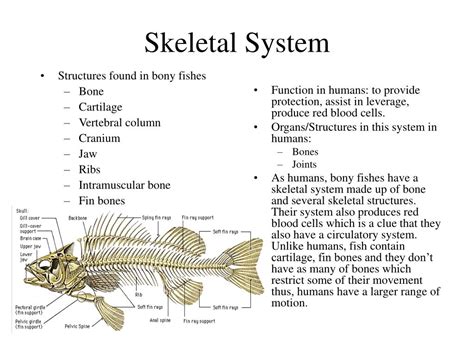 Ppt Bony Fish Title Page Powerpoint Presentation Free Download