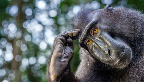 Neuralink Technology Allows Monkey to Play Video Game with His Mind