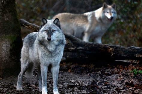 1 Ranch 26 Wolves Killed Fight Over Endangered Predators Divides