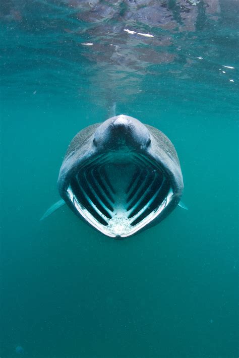 Calls For Giant 40ft Basking Sharks To Be Given Worlds First Protected