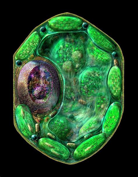 Plant Cell 1 Photograph By Russell Kightleyscience Photo Library
